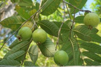 a bunch of green fruit hanging from a tree